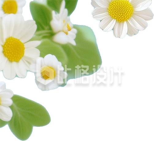 小雏菊花朵