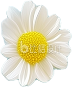 小雏菊花朵