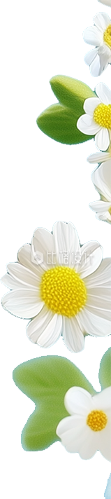 白色雏菊花朵