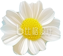 白色小雏菊花朵