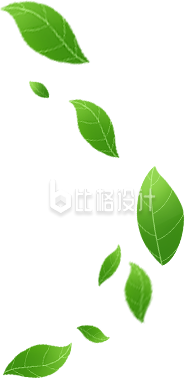 树叶植物手绘插画