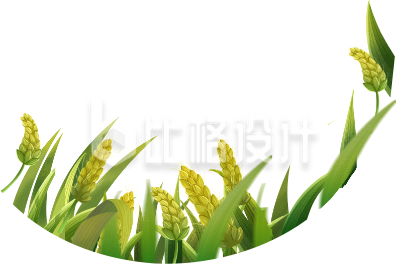麦子麦穗