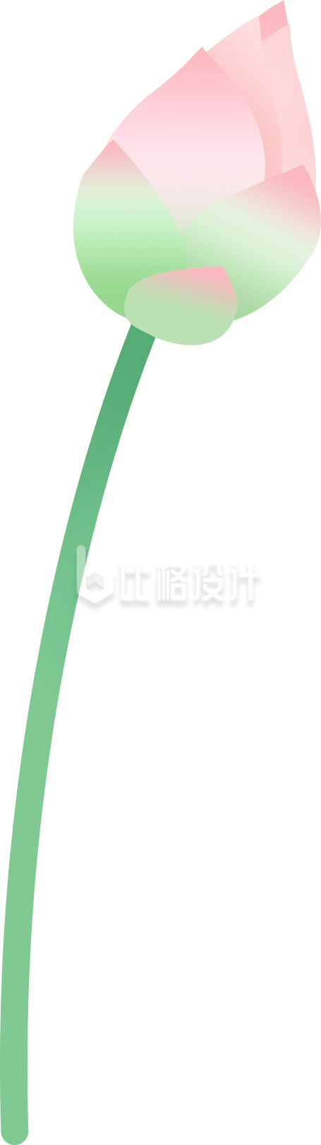 荷花手绘
