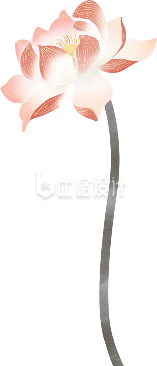 荷花手绘