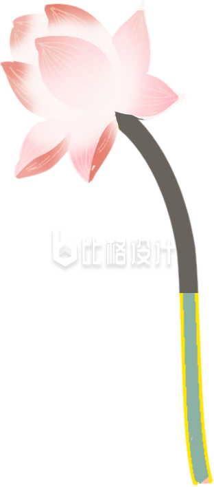 荷花手绘