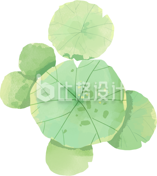 荷叶手绘