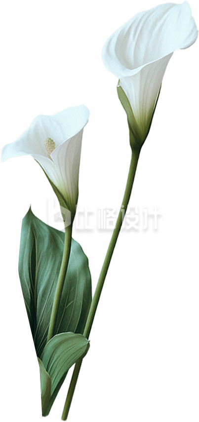 植物鲜花免抠图片