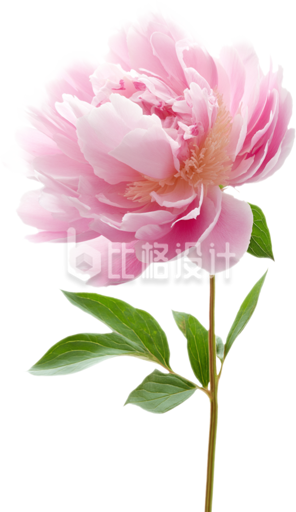 粉色牡丹花