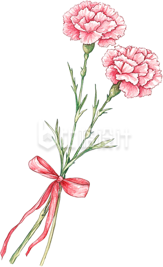 手绘康乃馨