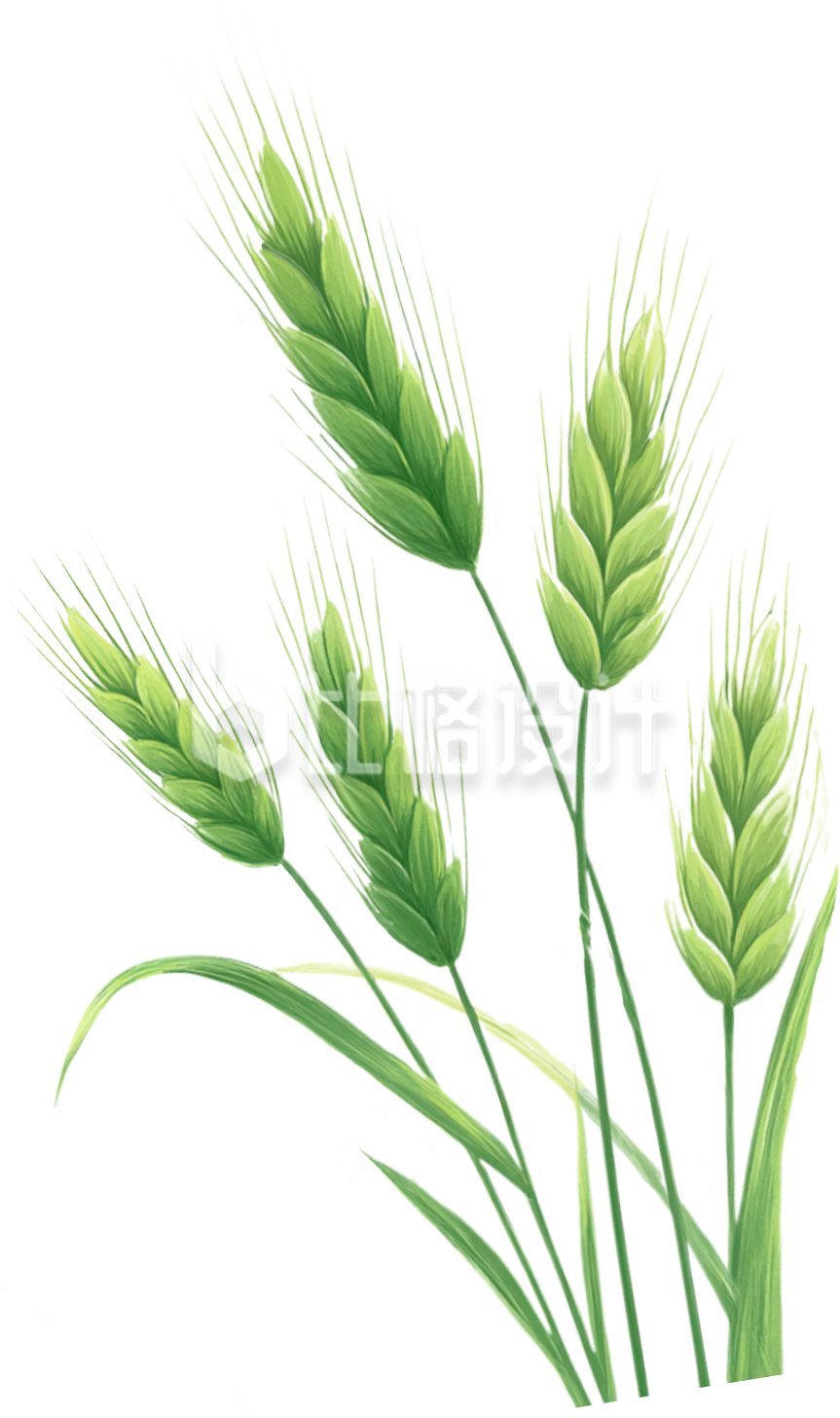手绘绿色麦子