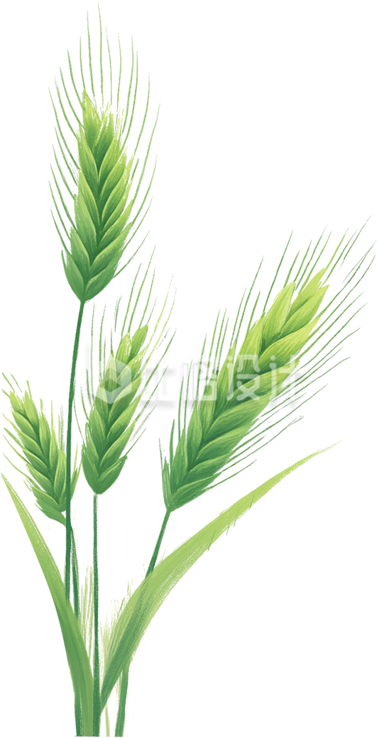 手绘绿色麦子