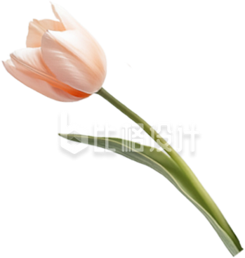 粉色郁金香
