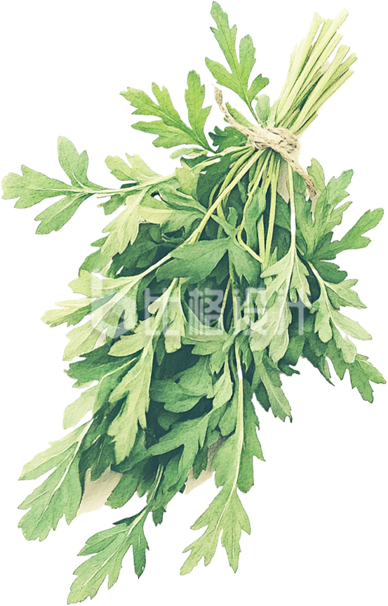 手绘艾草