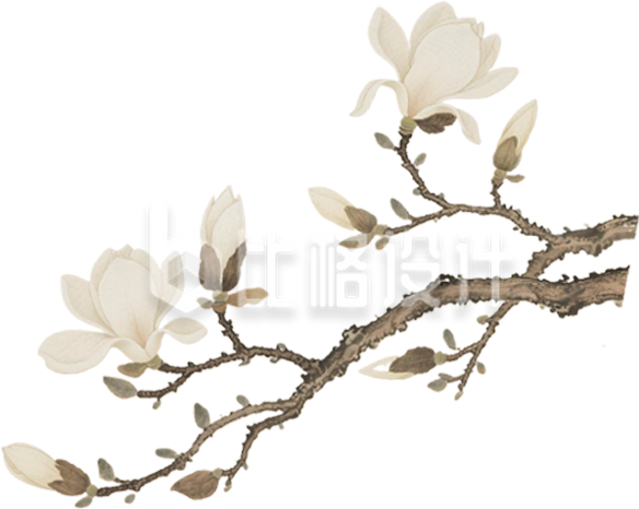 手绘玉兰花树枝