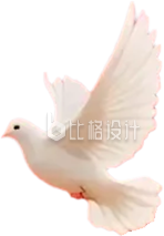 白色鸽子