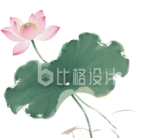 荷花荷叶