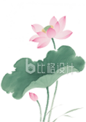 荷花荷叶