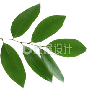 一枝绿叶