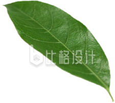 一片绿叶