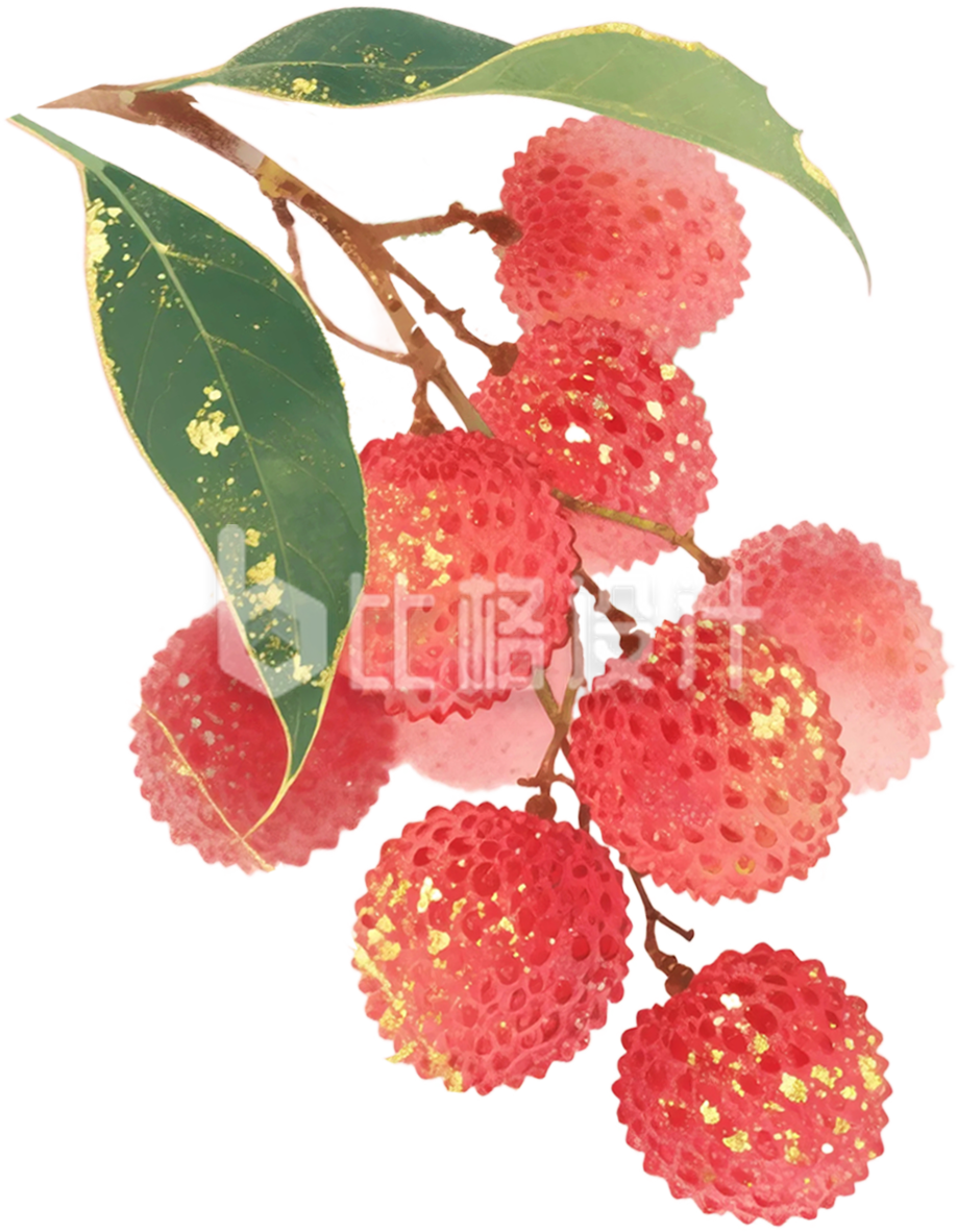 手绘荔枝