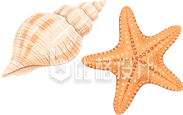 手绘海星海螺