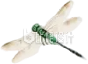 蜻蜓