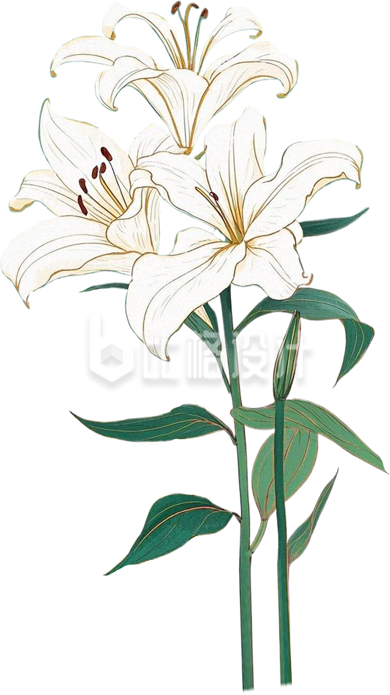 手绘百合花