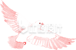 鸽子手绘插画