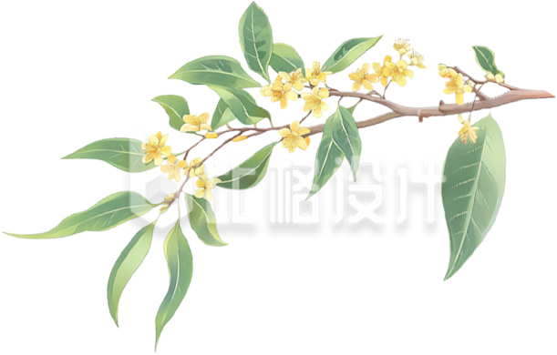 手绘桂花树枝