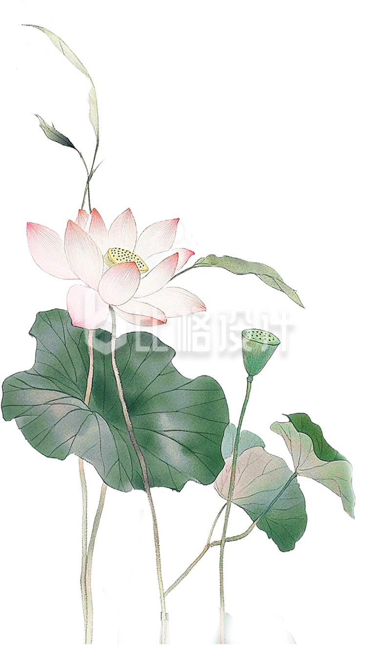 手绘荷花荷叶