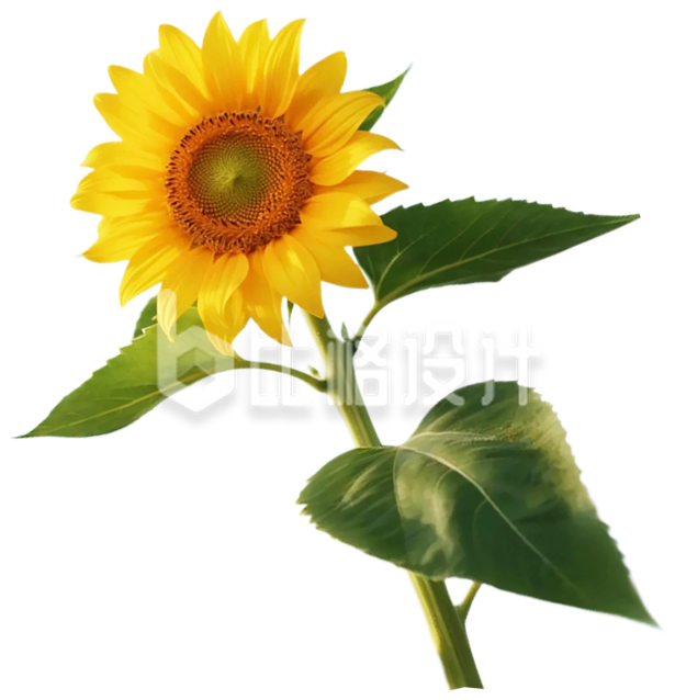 一朵向日葵