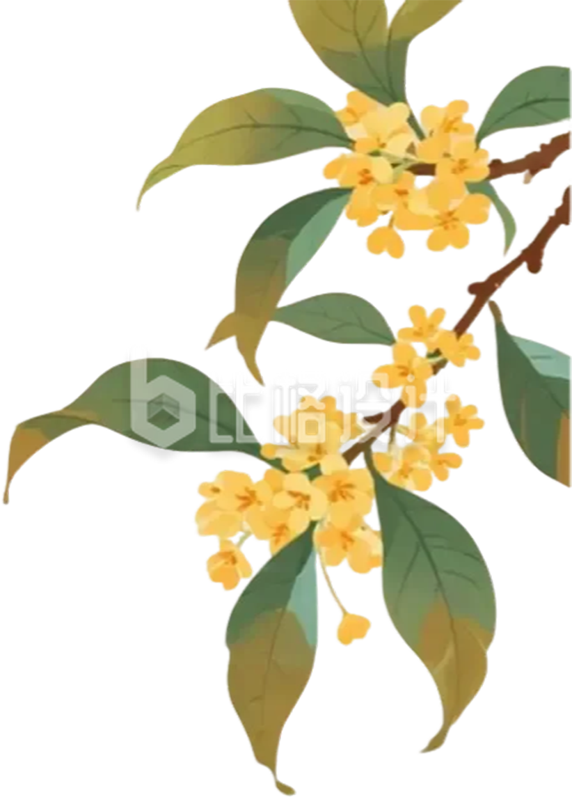 桂花
