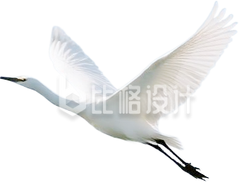 白鹭