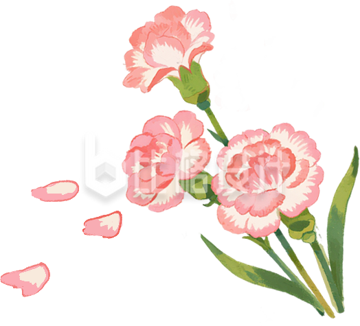 康乃馨手绘小花