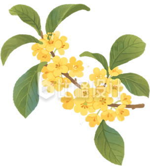 桂花树枝手绘