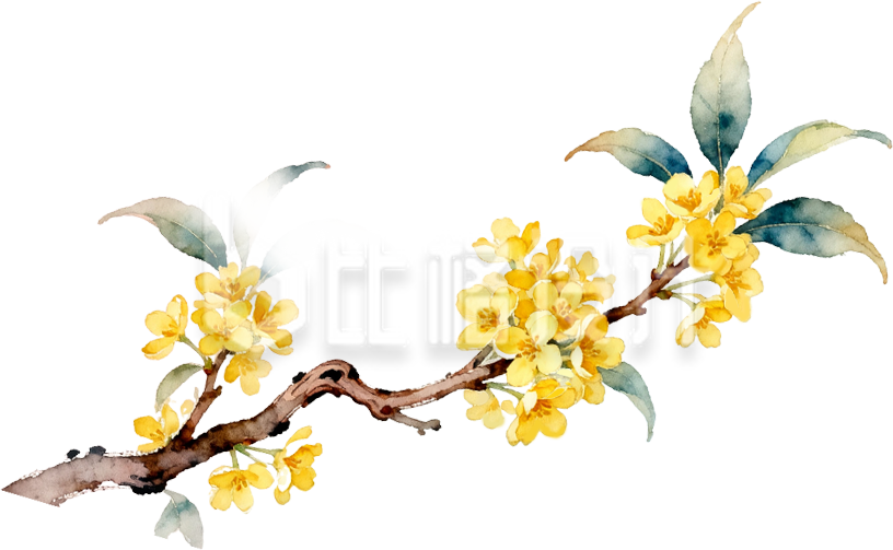 黄色桂花植物手绘