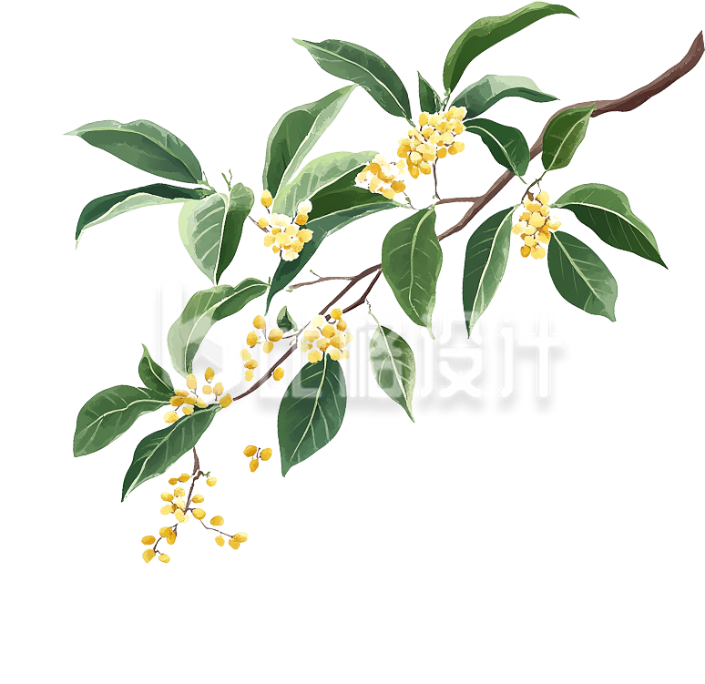 插画桂花枝