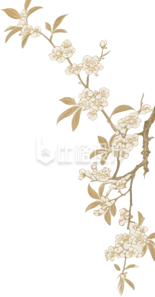 桂花枝插画