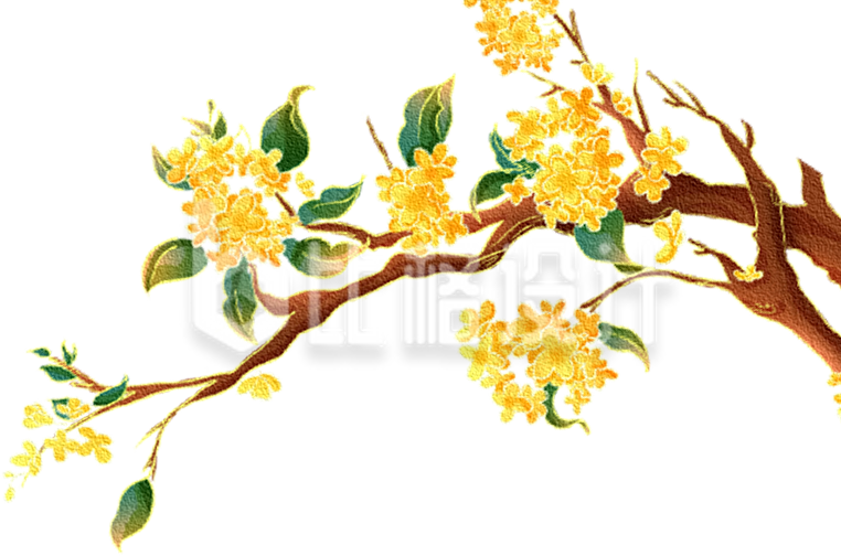 桂花枝插画