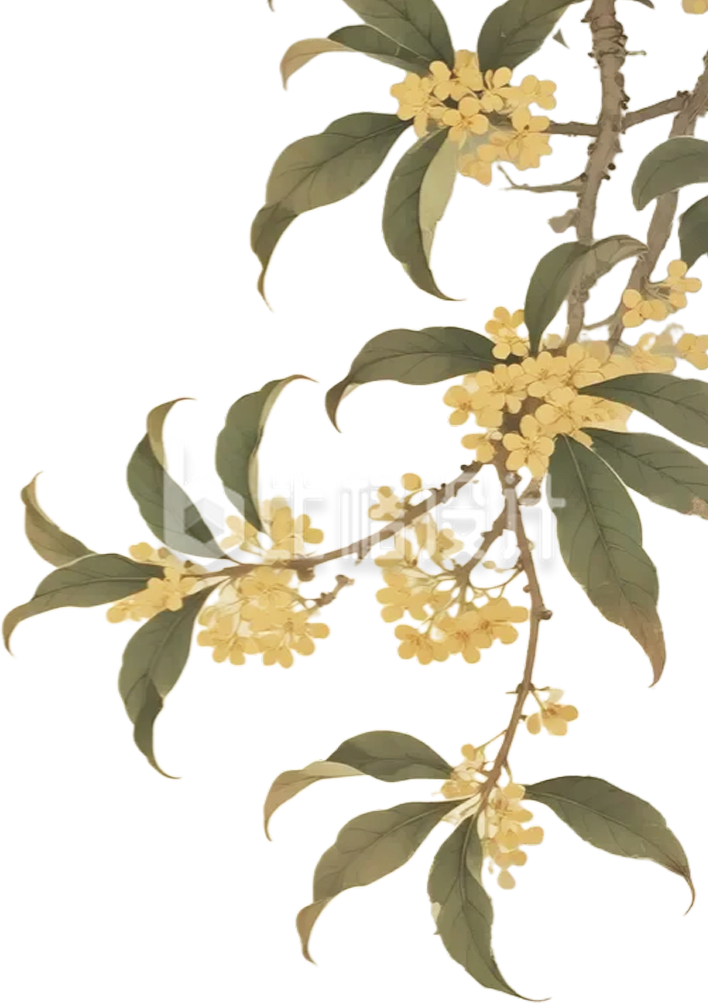 桂花枝插画