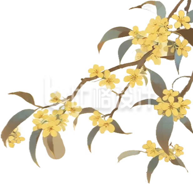 桂花枝插画