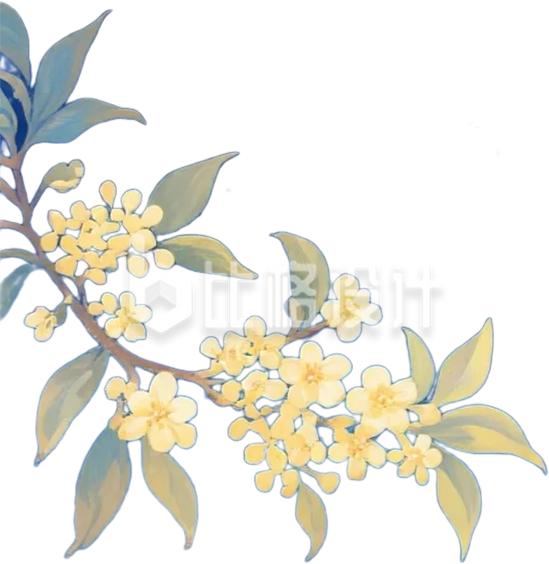 桂花枝插画