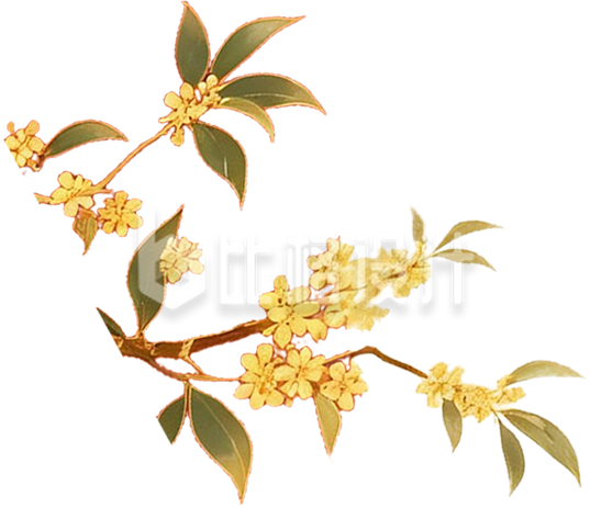 手绘桂花树枝