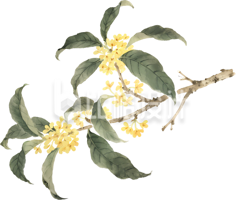 桂花树枝植物手绘
