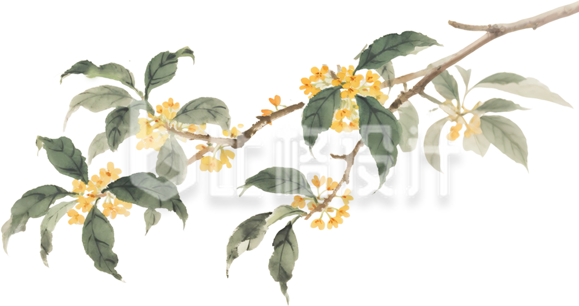 桂花树枝植物手绘