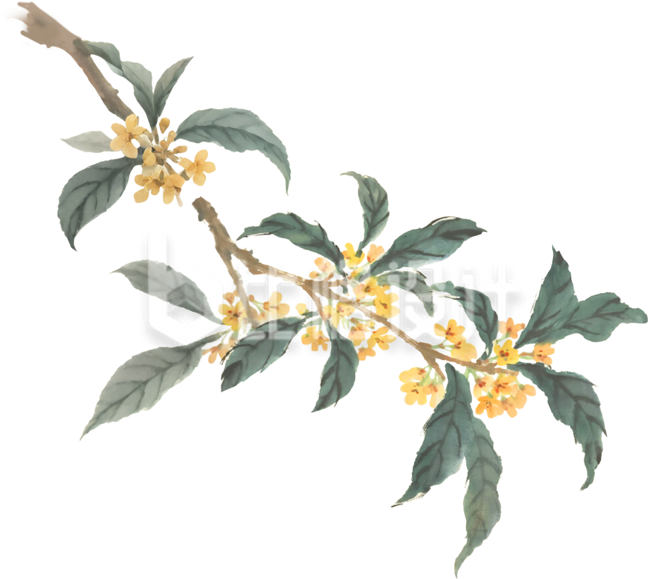 桂花树枝植物手绘