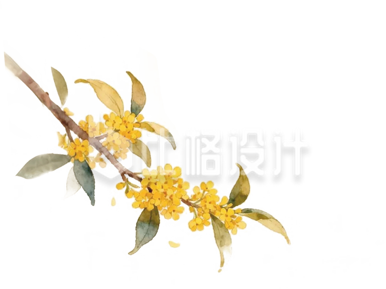 手绘桂花树枝