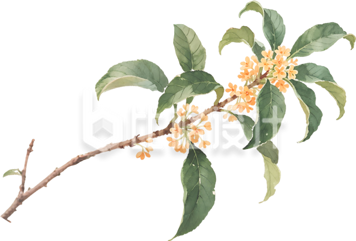 桂花手绘树枝