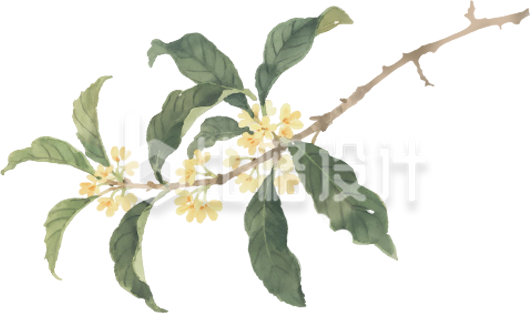 桂花树枝手绘