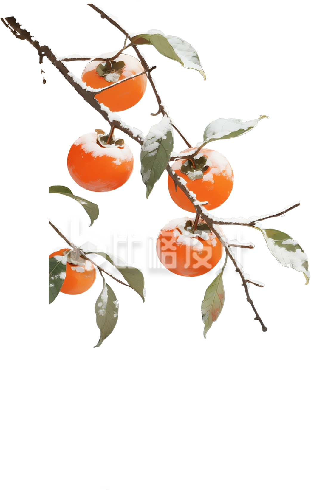 柿子树枝手绘